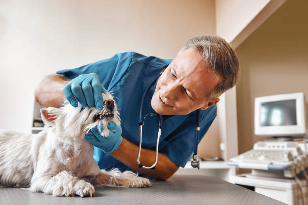 Best After-Hours Dental Care in Elkridge, MD